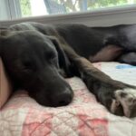 Why Overnight Pet Sitting Beats Boarding Every Time