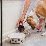 Bloat in Dogs: What Every Pet Parent Needs to Know