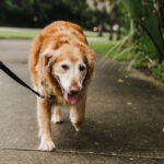 Walk. Play. Repeat. — The Secret to a Healthy, Happy Dog