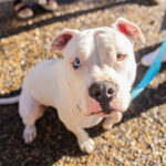 Why Dogs Need Shoes on Hot Asphalt